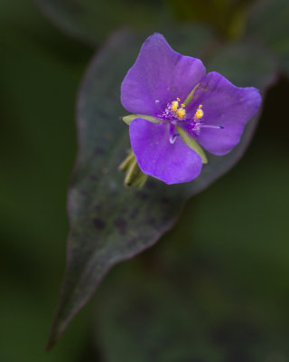 green spring park-48.jpg