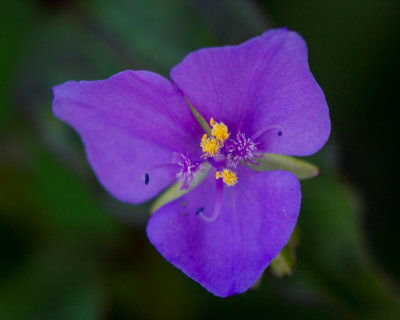 green spring park-49.jpg