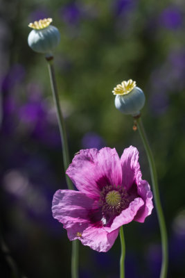 poppy