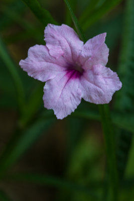 green spring park-59.jpg
