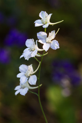 larkspur