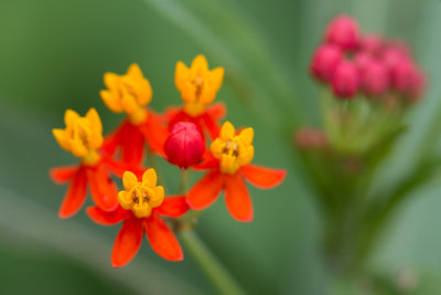 orange milkweed