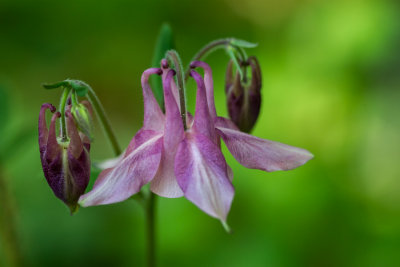 columbine