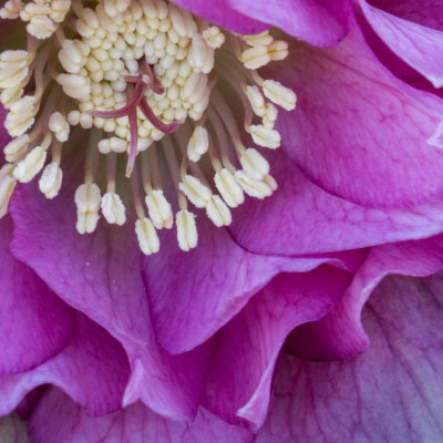 lenten rose