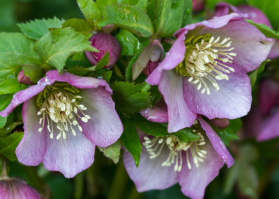 lenten rose