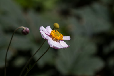 anenome