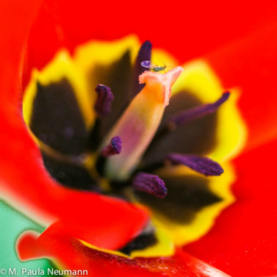 tulip