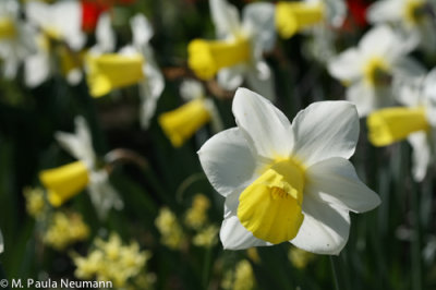 daffodils