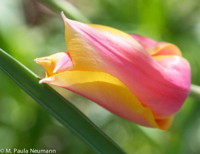 tulip