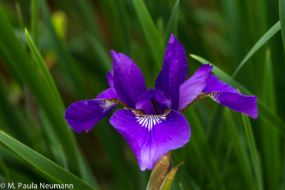 iris