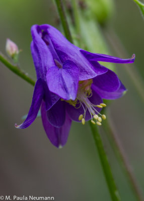 columbine