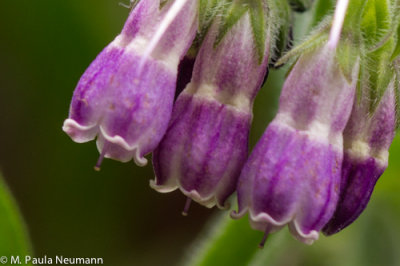wild comfrey