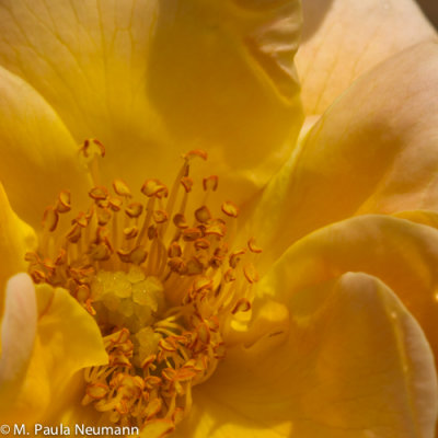 rose