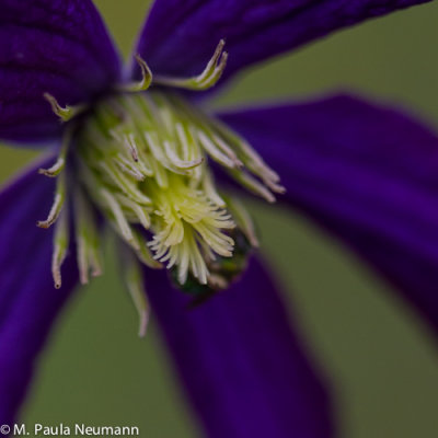 climatis