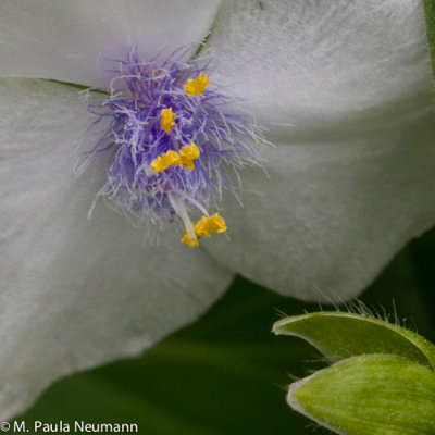 spiderwort