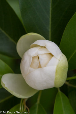magnolia