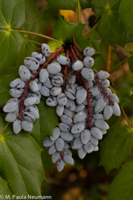 Mahonia