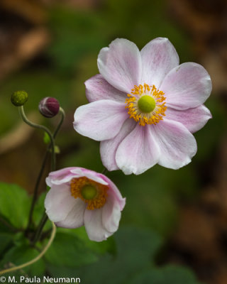 anenome