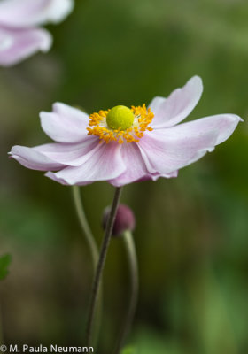 anenome