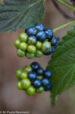 lantana gone to seed