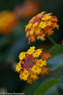 lantana