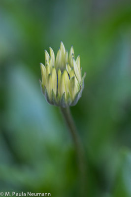_MG_2346.jpg