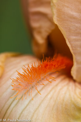 iris