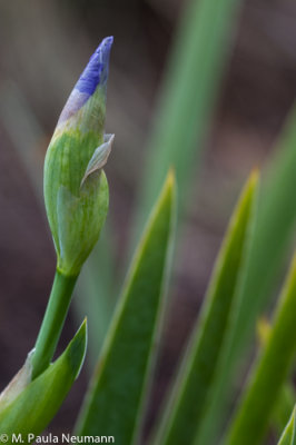iris bud