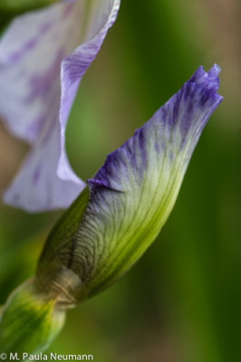 iris bud