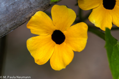 _MG_2374.jpg