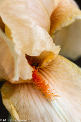 iris