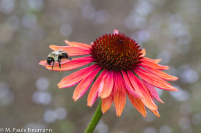 cone flower