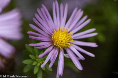 aster