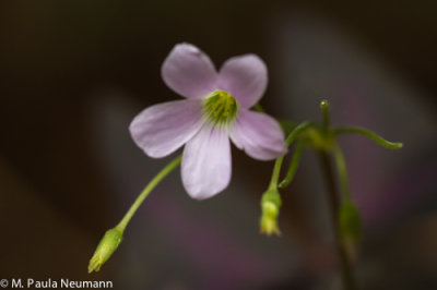 _MG_2401.jpg