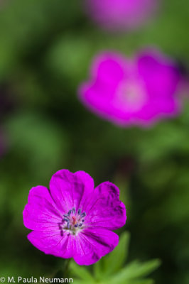 wild geranium