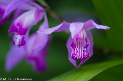 Oriental orchid