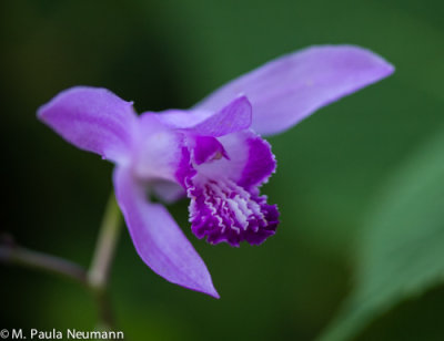 Oriental orchid