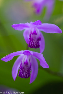 Oriental orchid