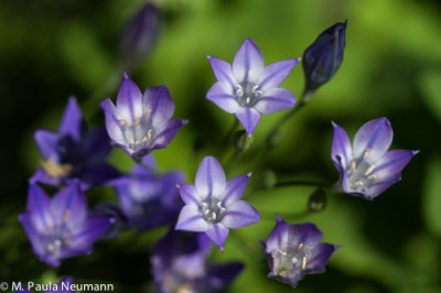 _MG_4620.jpg