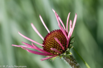 cone flower