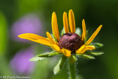 black eyed susan