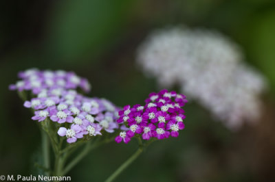 yarrow
