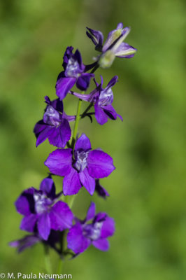 larkspur