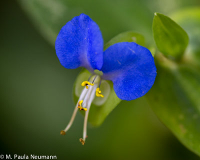 Asiatic day flower