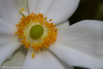 anenome