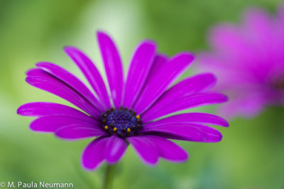 _MG_7684.jpg