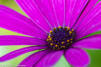 _MG_7686.jpg