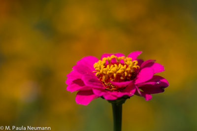 zinnia