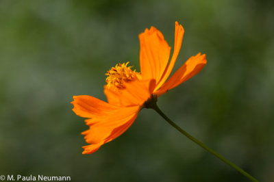 _MG_7692.jpg
