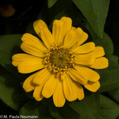 zinnia